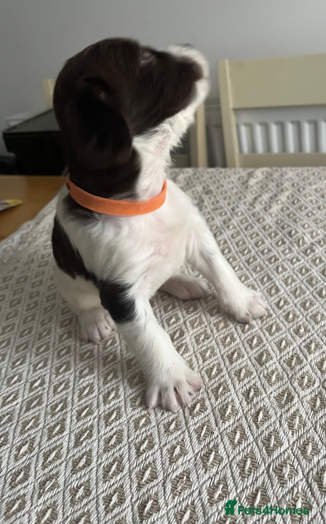 Cocker Spaniel dogs for sale: Working cocker spaniel puppies  - Image 15