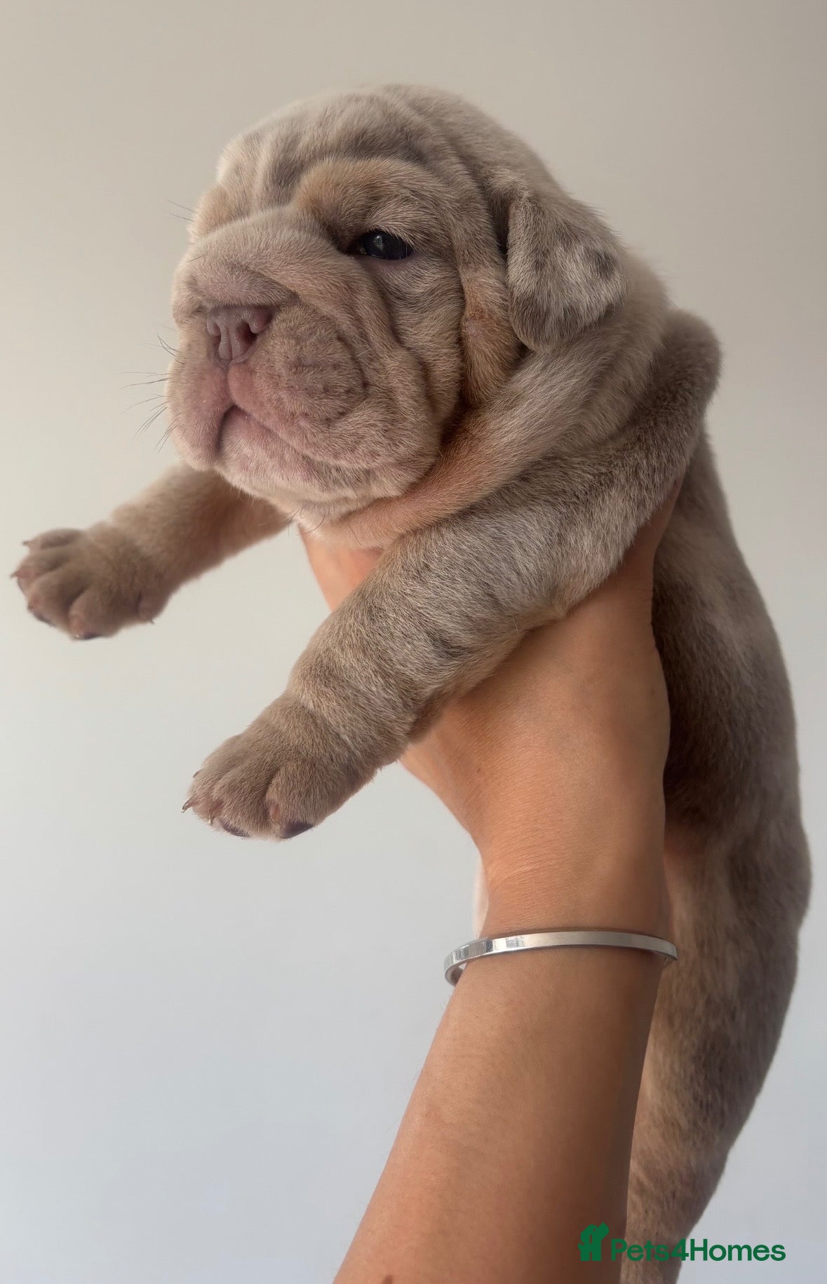 English Bulldog dogs *** QUALITY ENGLISH BULLDOG’s *** - Advert 1
