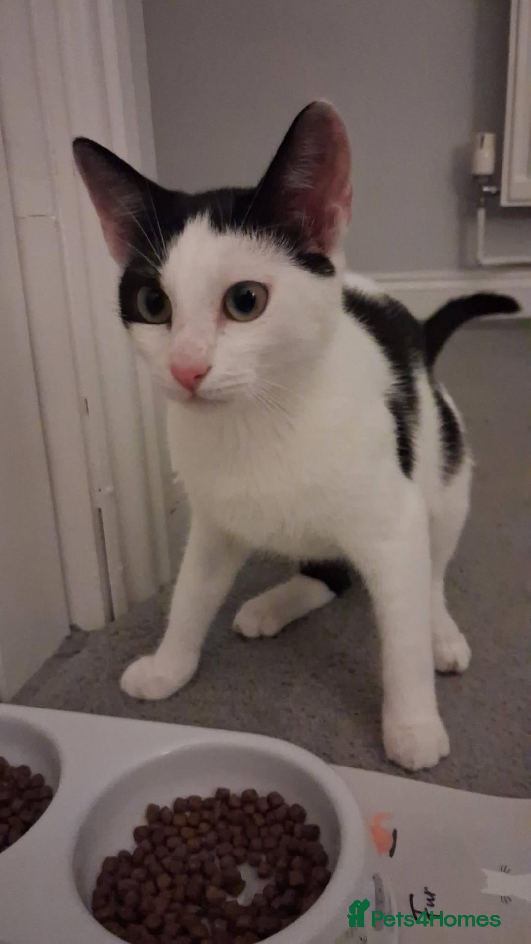 Mixed Breed cats Elsa for adoption - Advert 8