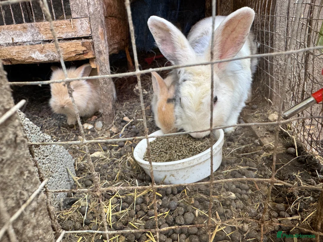 Lionhead rabbits for sale: Lop lionheads- ready now - Advert 16