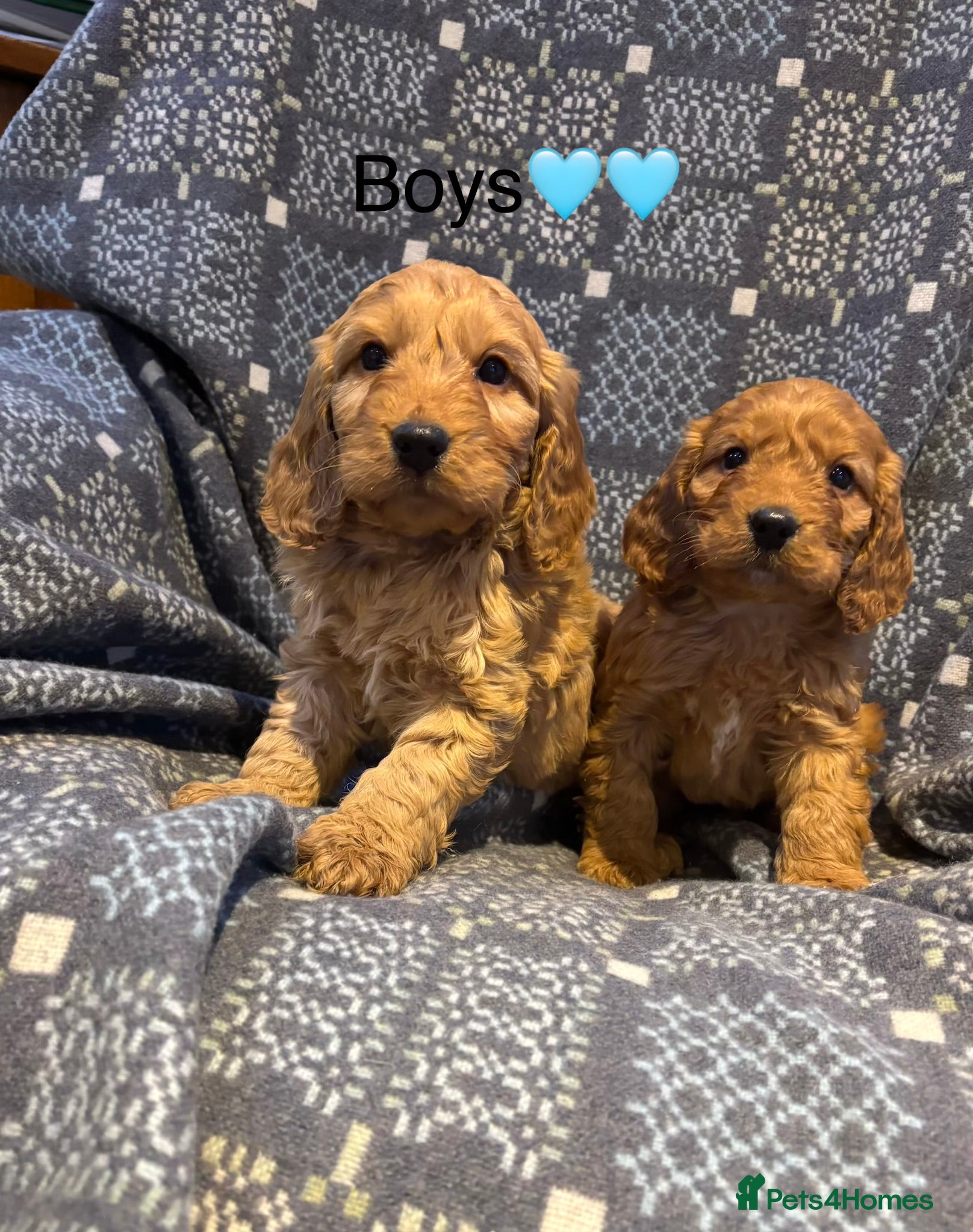 Cockapoo dogs F1 Cockapoo Puppies - Advert 1