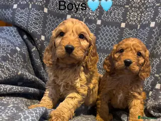 Cockapoo dogs F1 Cockapoo Puppies - Advert 1