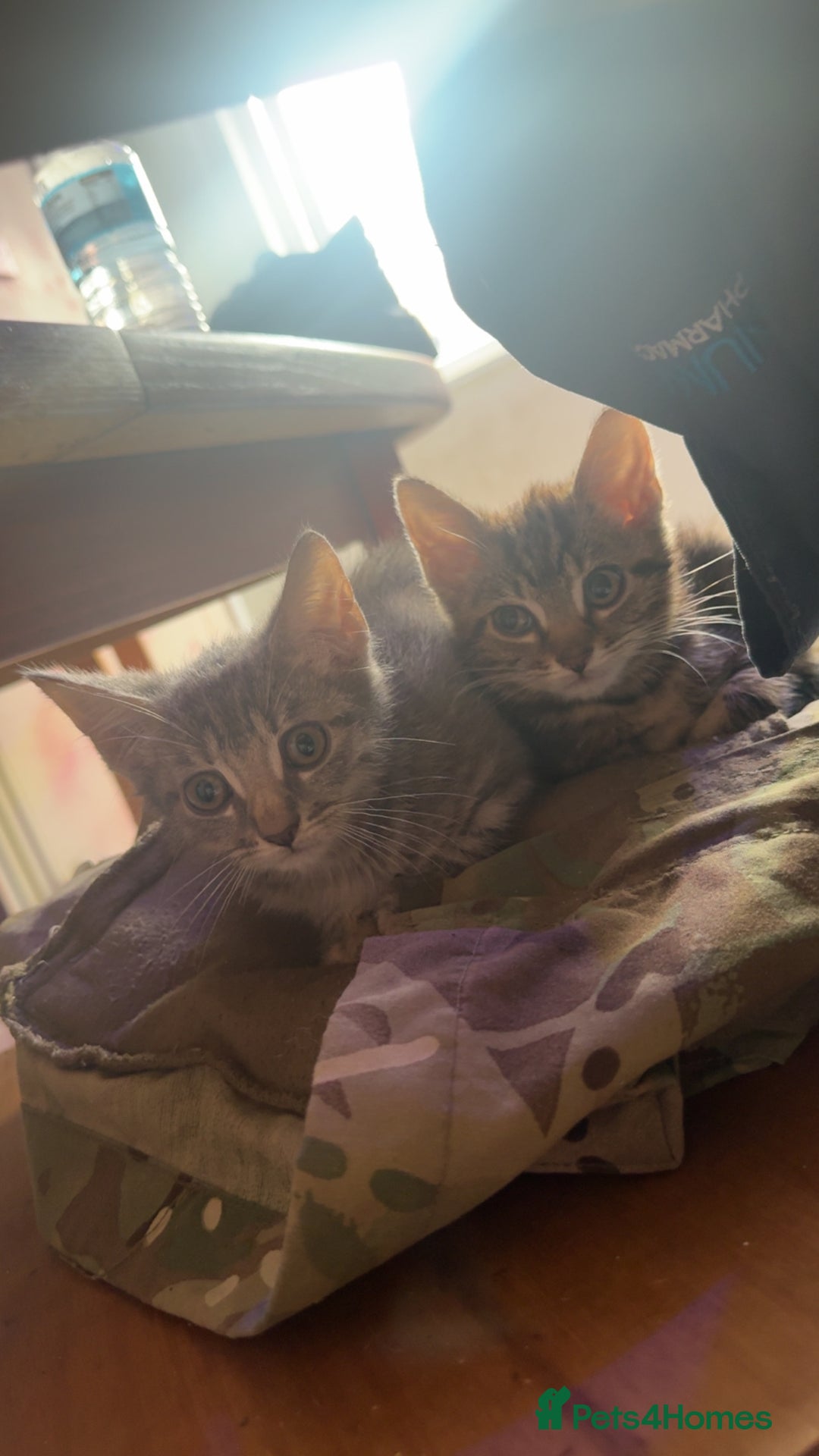 British Shorthair cats for sale: Tabby kittens  - Image 5