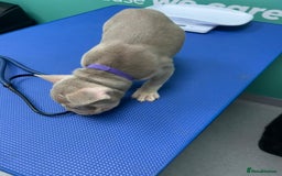 French Bulldog dogs for sale: Outstanding Frenchie’s!! Ready to go in 1 week - Image 18