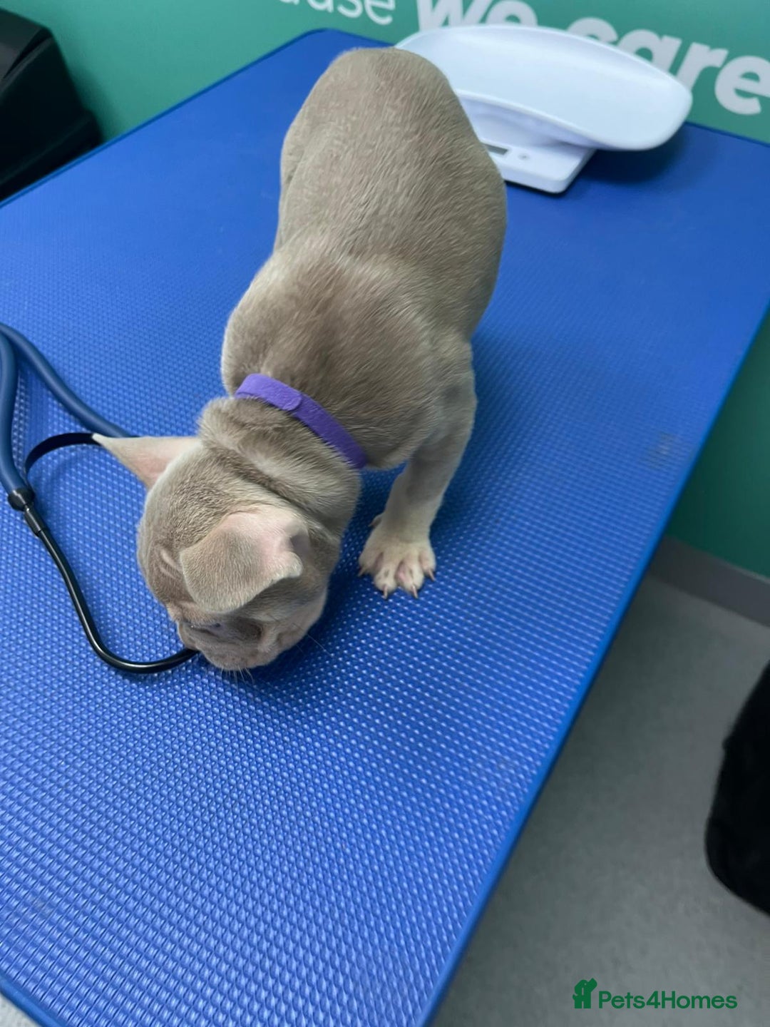 French Bulldog dogs for sale: Outstanding Frenchie’s!! Ready to go in 1 week - Image 18