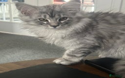 Maine Coon cats for sale: Main Coon kittens for sale - Image 27