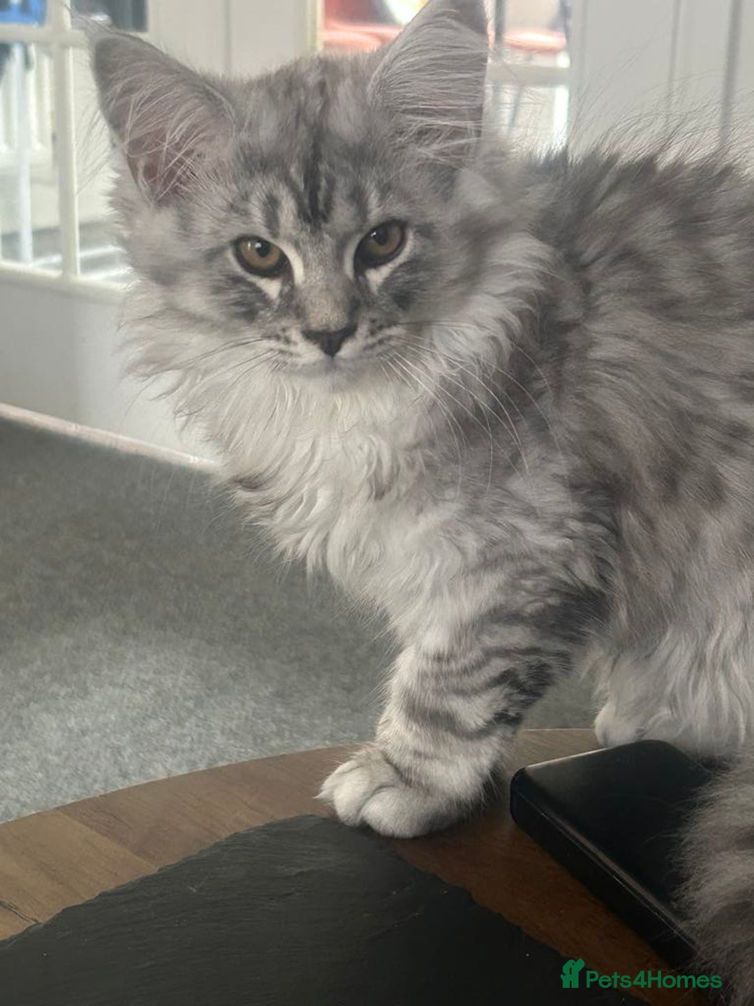 Maine Coon cats for sale: Main Coon kittens for sale - Image 27