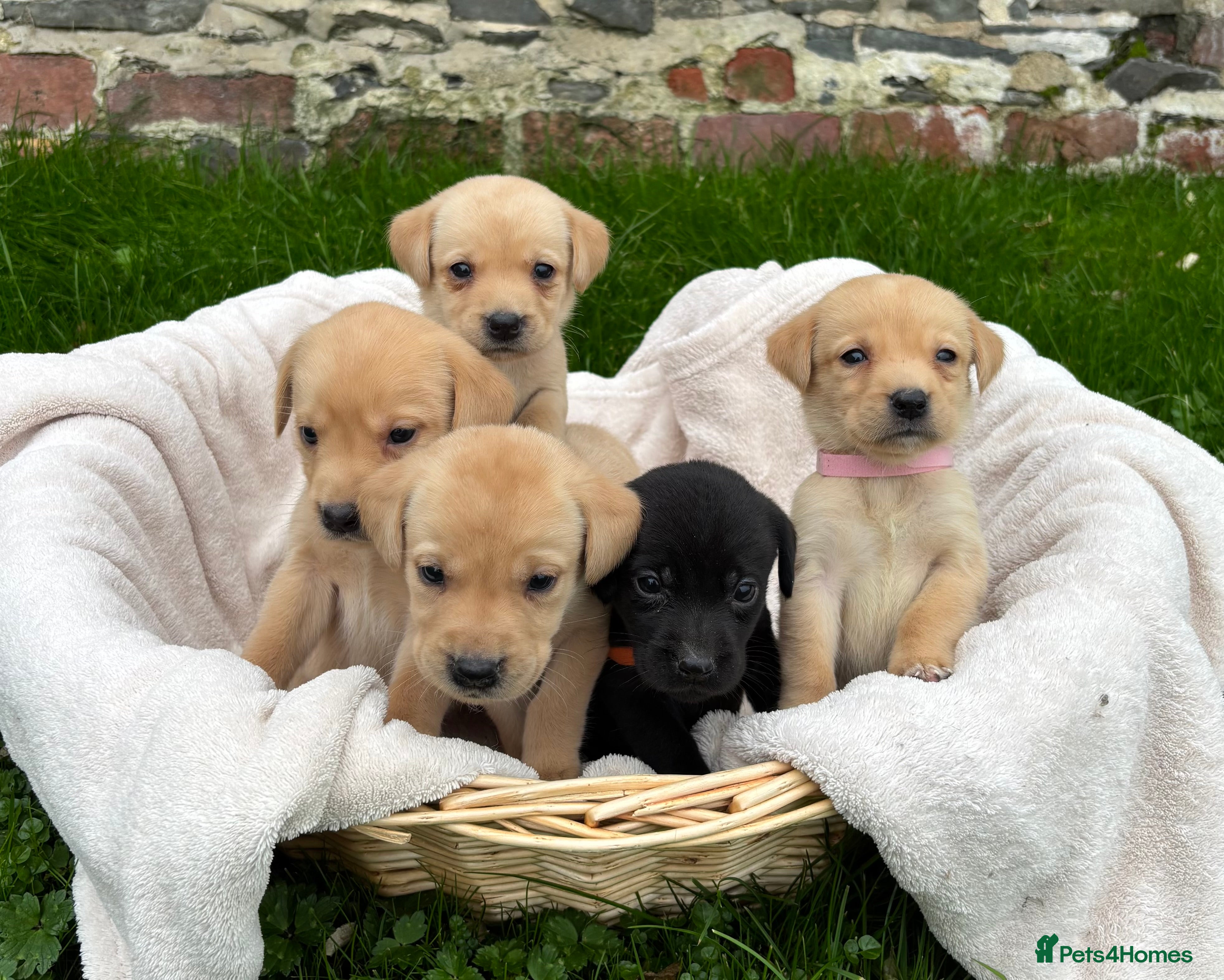 Labrador Retriever dogs ⭐️⭐️Outstanding KC Registered Labrador Puppies⭐️⭐️ - Advert 18