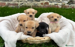 Labrador Retriever dogs for sale: Outstanding KC Registered Labrador Puppies - Image 5