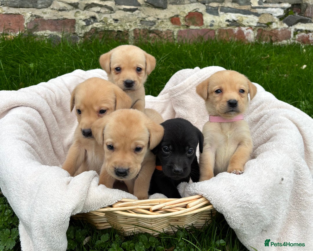 Labrador Retriever dogs for sale: Outstanding KC Registered Labrador Puppies - Image 5