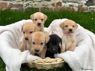 Labrador Retriever dogs ⭐️⭐️Outstanding KC Registered Labrador Puppies⭐️⭐️ - Advert 3