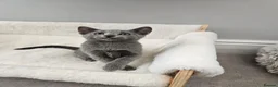 Russian Blue cats for sale: GCCF REGISTERED RUSSIAN BLUE KITTENS  - Advert 27