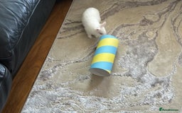 Netherland Dwarf rabbits for sale: adorable male bunny for sale with accessories! - Image 2