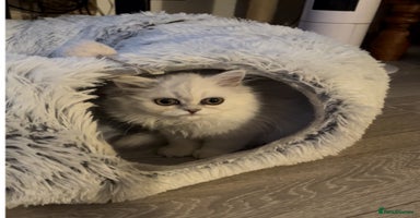 Persian cats - Advert 1