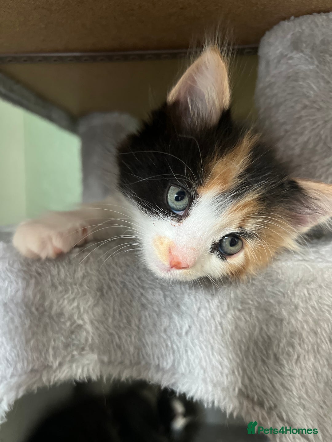 Mixed Breed cats for sale: 4 kittens for sale from 2 litters - Image 9