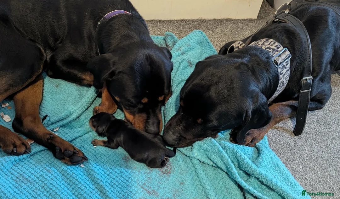 Rottweiler dogs for sale: Beautiful Girl - Rottweiler - Advert 1