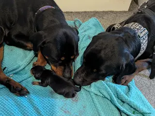 Rottweiler dogs Beautiful Girl - Rottweiler - Advert 9