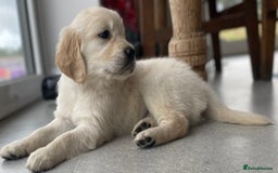 Golden Retriever dogs for sale: Golden retriever puppies for sale - Image 1