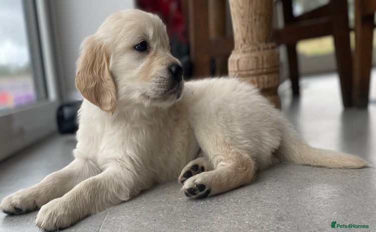 Golden Retriever dogs - Advert 1