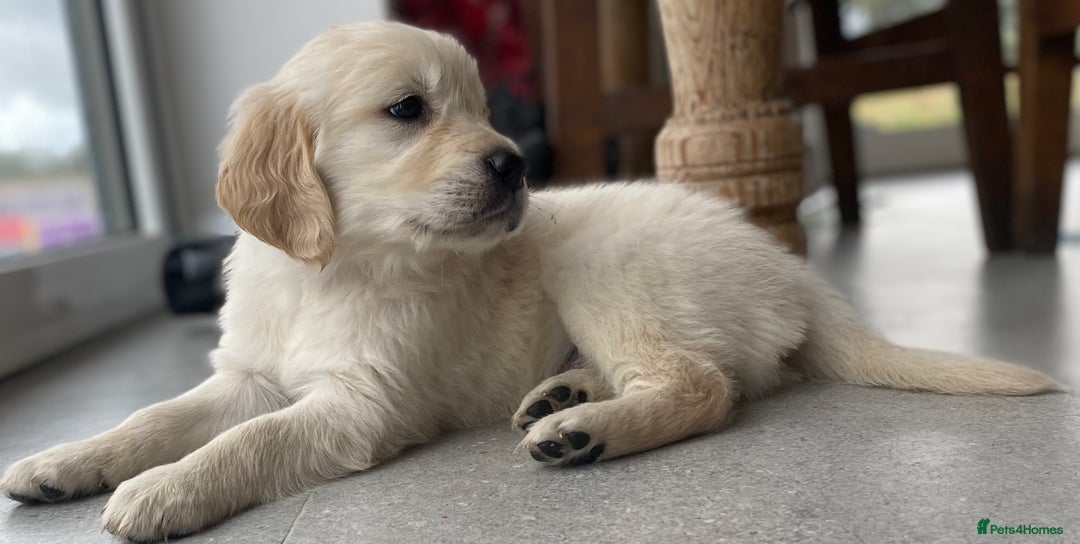 Golden Retriever dogs for sale: Golden retriever puppies for sale - Image 1
