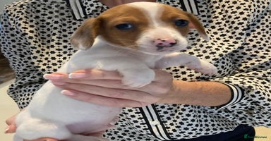 Mixed Breed dogs - Advert 3