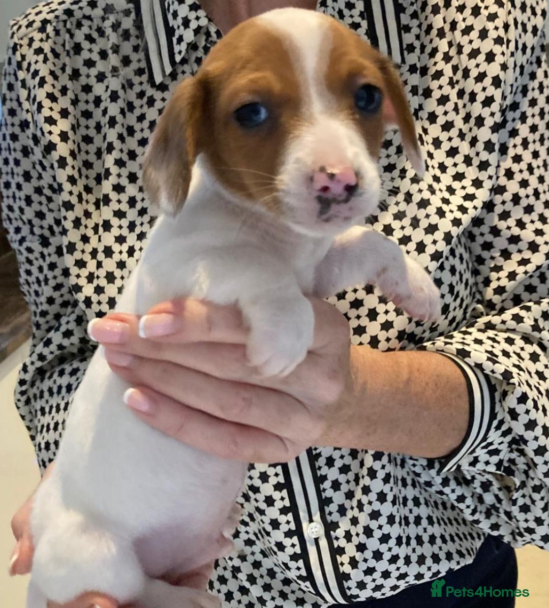 Mixed Breed dogs for sale: Mini Dachaund x mini Jack Russel  - Image 2