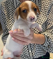 Mixed Breed dogs - Advert 3