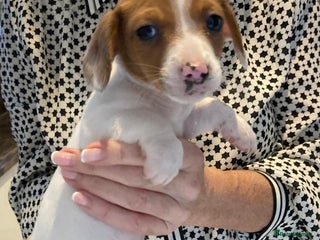 Mixed Breed dogs Mini Dachaund x mini Jack Russel - Advert 2