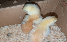 Chickens poultry for sale: Mixed breed chicks and Silkies - Image 12