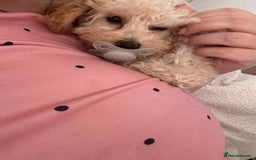 Toy Poodle dogs for sale: Stunning toy poodle - Image 3
