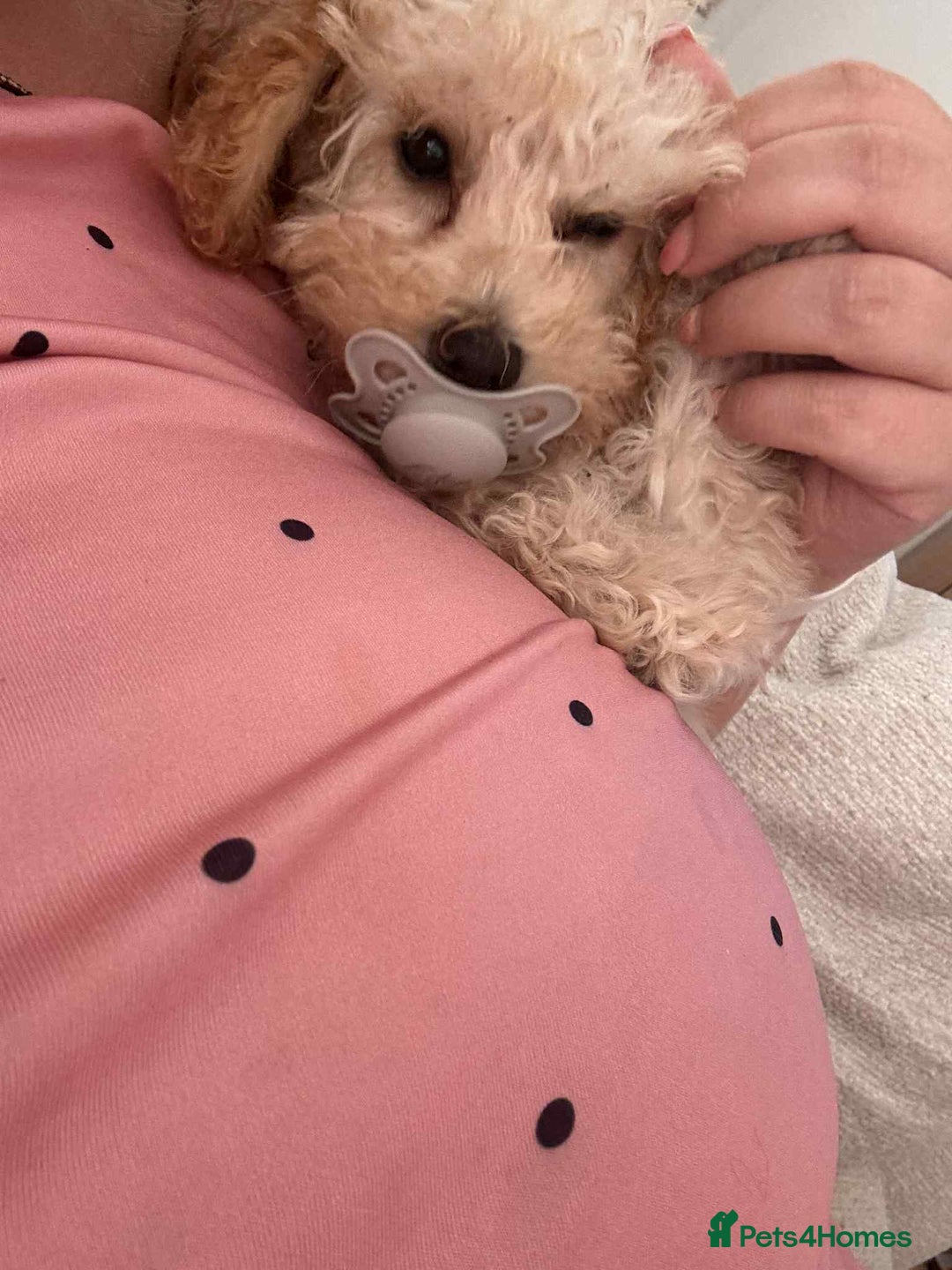 Toy Poodle dogs for sale: Stunning toy poodle - Image 3