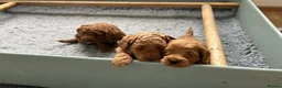 Cockapoo dogs for sale: Adorable Cockapoo Puppies Ready for Loving Homes in Leeds - Advert 5