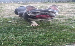 French Bulldog dogs for sale: Lilac and tan French bulldog  - Image 8