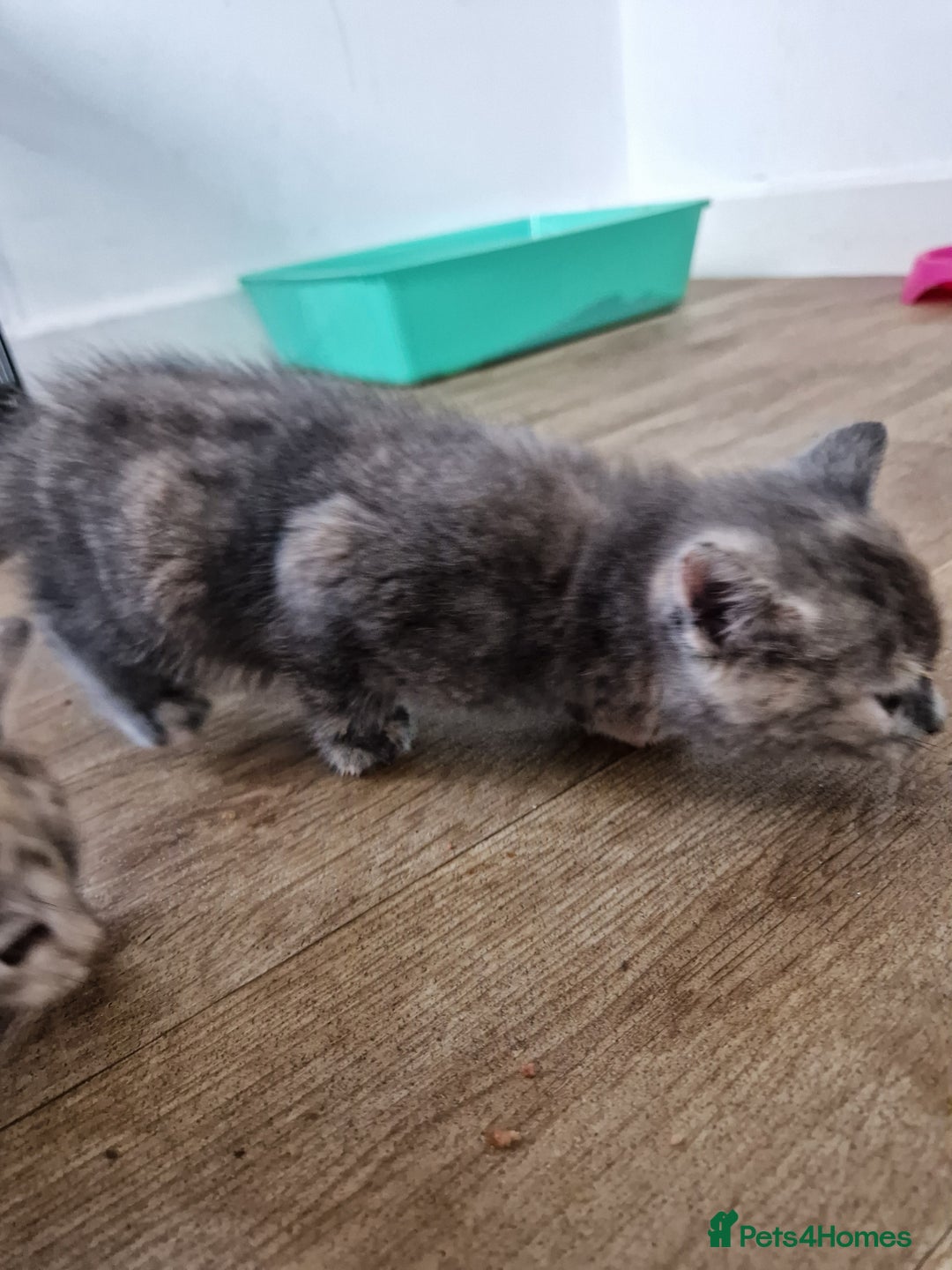British Shorthair cats for sale: British short-hair x ragdoll  - Image 3