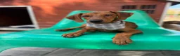Mixed Breed dogs for adoption: Super Scout in Fleet - Advert 2