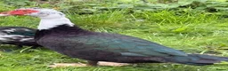 Ducks poultry for sale: Breeding pair of muscovies they are 2 years old  - Advert 4