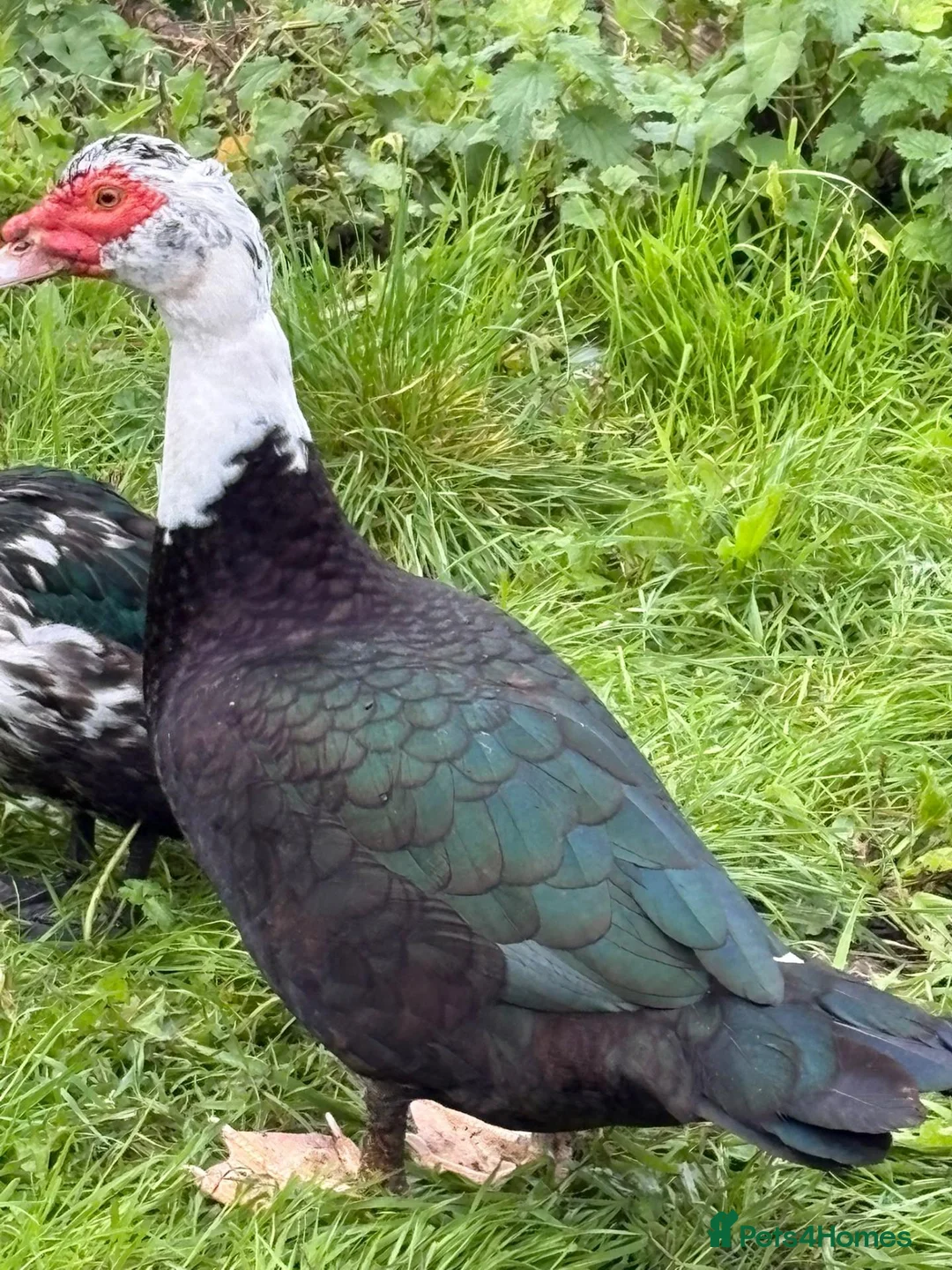 Ducks poultry for sale: Breeding pair of muscovies they are 2 years old  - Advert 4