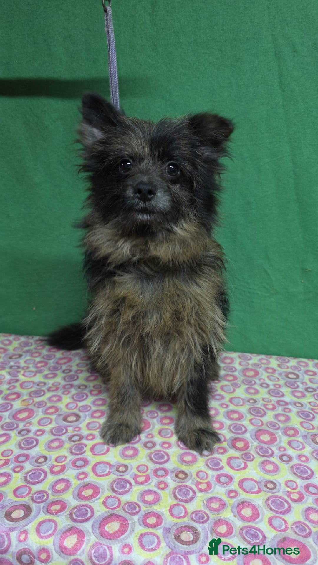 Pomeranian dogs for adoption: HENRY – Pomeranian × Yorkshire Terrier (Male) - Advert 1