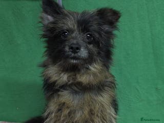 Pomeranian dogs HENRY – Pomeranian × Yorkshire Terrier (Male) - Advert 7