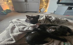 Domestic Shorthair cats for sale: Kittens for sale - Image 3