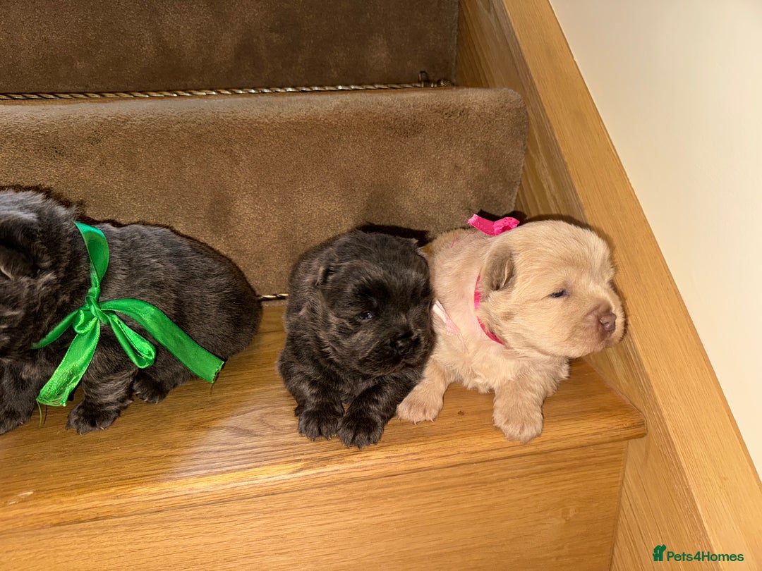 Chow Chow dogs for sale: Stunning kc reg puppies  - Advert 20