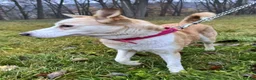 Mixed Breed dogs for adoption: ❤️🐶 GLORIA – A BEAUTIFUL, LOYAL GIRL  in London - Advert 4