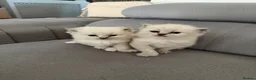 Siberian cats for sale: Pedigree Siberian Neva Masquerade Kittens for Sale - Advert 1