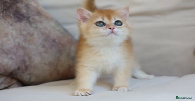 British Shorthair cats - Advert 6