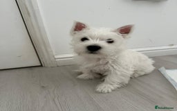 West Highland Terrier dogs for sale: West Highland White Terrier Puppies - Image 18