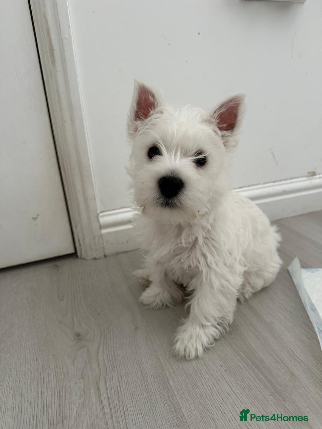 West Highland Terrier dogs for sale: West Highland White Terrier Puppies - Image 18