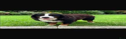 Bernese Mountain Dog dogs for sale: Bernese mountain pups - Advert 15