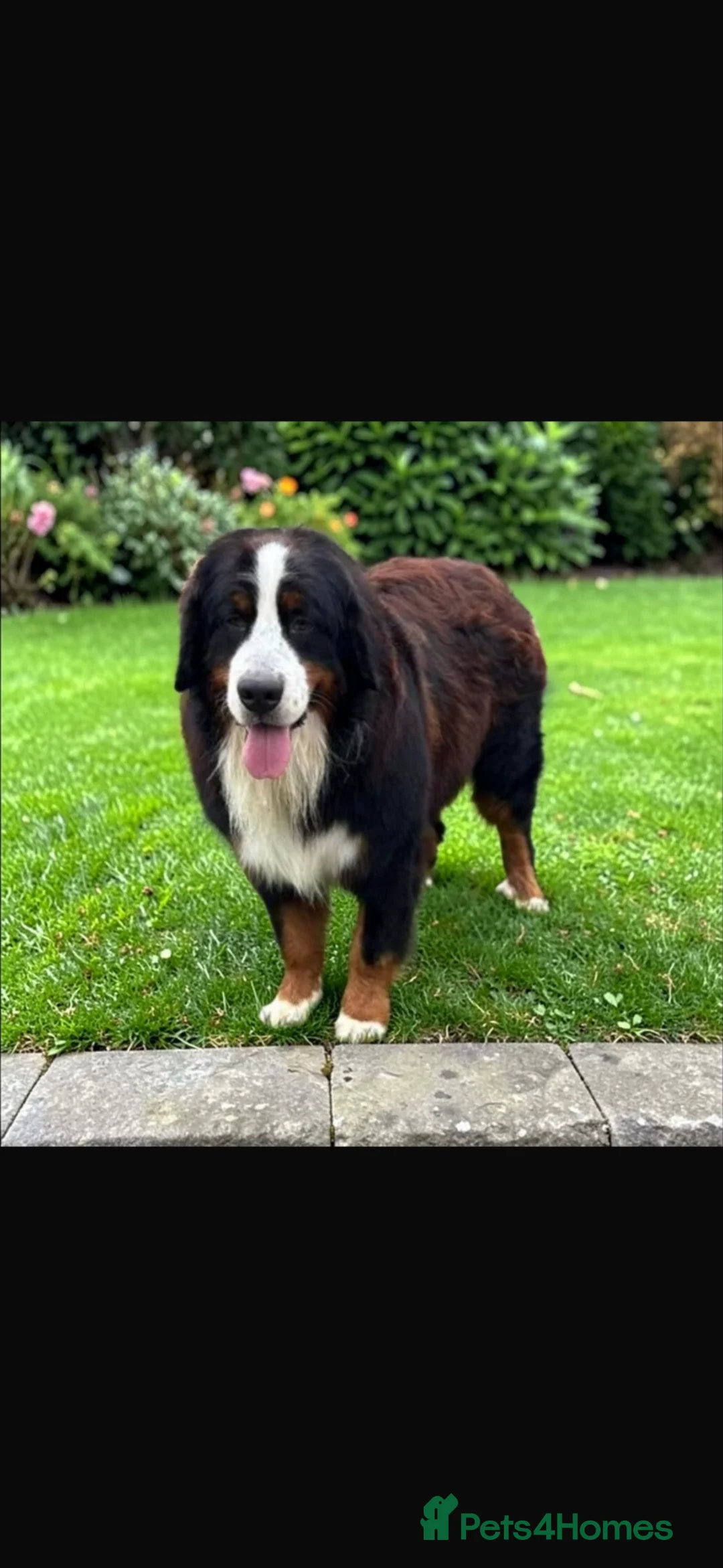 Bernese Mountain Dog dogs for sale: Bernese mountain pups - Advert 15