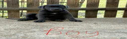 Cane Corso dogs for sale: Cane corso pups ready now - Advert 12