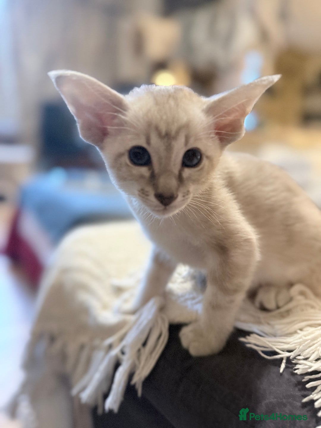 Siamese cats for sale: Cute Siamese babies - Advert 5